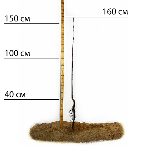 Саджанці аличі Обільна (привитий) - 1-річний