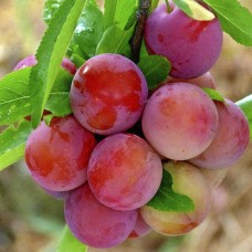 Саджанці аличі Обільна (привитий) - 1-річний