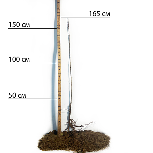 Саджанці вишні Ерді (привитий) - 1-річний