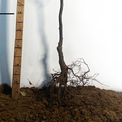 Саджанці вишні Зустріч (привитий) - 2-річний