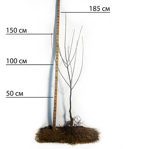 Саджанці вишні Зустріч (привитий) - 2-річний