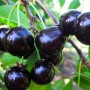 Саджанці вишні Чорнокорка (привитий) - 2-річний