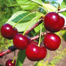 Саджанці вишні Ерді (привитий) - 1-річний