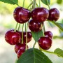 Саджанці вишні Ерді Великоплідна (привитий) - 1-річний