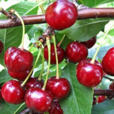 Саджанці вишні Кантереноші (привитий) - 1-річний