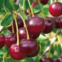 Саджанці вишні Кантор Янош (привитий) - 2-річний