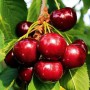 Саджанці вишні Келлеріс (привитий) - 2-річний