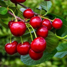 Саджанці вишні Ксенія (привитий) - 1-річний