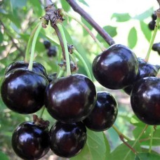 Саджанці вишні Київська Пізня (привитий) - 1-річний