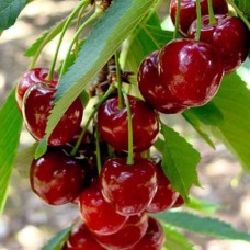 Саджанці вишні Лотівка (привитий) - 1-річний