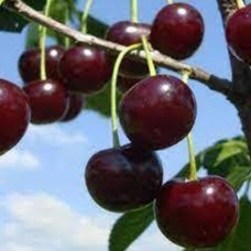 Саджанці вишні Міс Діор (привитий) - 1-річний