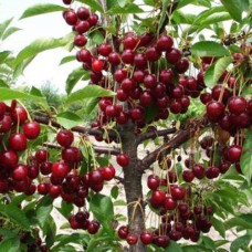 Саджанці вишні Молодіжна (привитий) - 1-річний