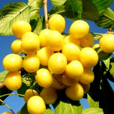 Саджанці вишні Мрія Імператора (привитий) - 1-річний