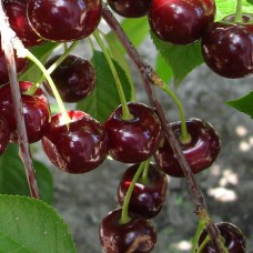 Саджанці вишні Нефріс (привитий) - 1-річний