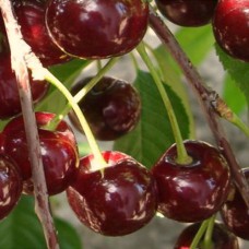 Саджанці вишні Нічка (привитий) - 1-річний