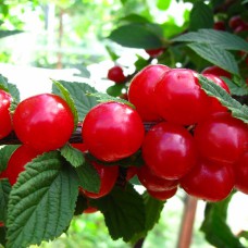 Саджанці вишні Повстяна (привитий) - 1-річний