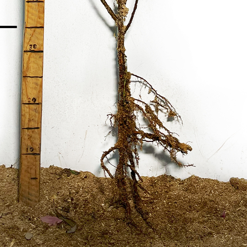 Саджанці вишні Повстяна (привитий) - 2-річний