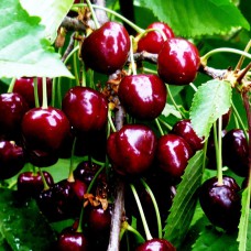 Саджанці вишні Шоколадниця (привитий) - 1-річний