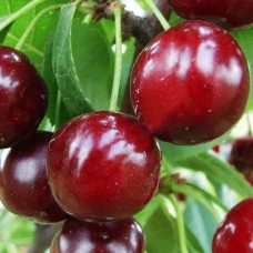 Саджанці вишні Зустріч (привитий) - 1-річний