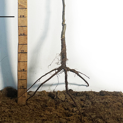 Саджанці груші Весільна (привитий) - 1-річний