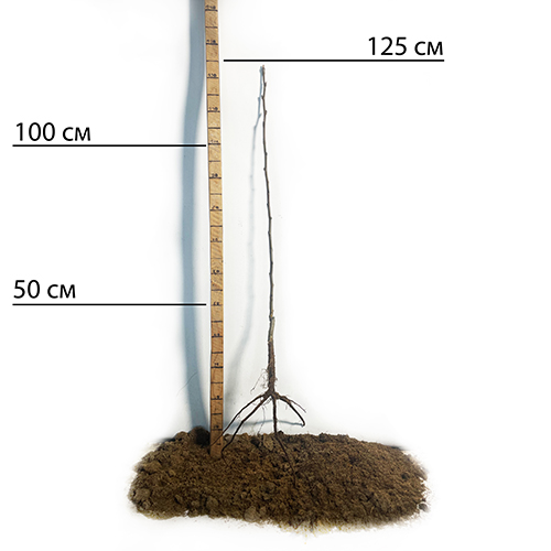 Саджанці груші Весільна (привитий) - 1-річний