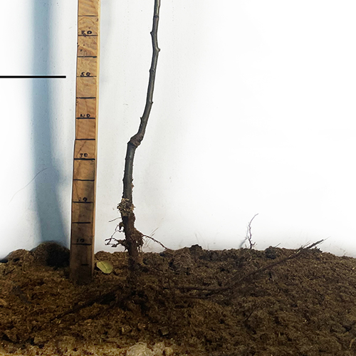 Саджанці груші азіатської Коко Суі (привитий) - 2-річний