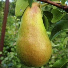 Саджанці груші Амфора (привитий) - 1-річний