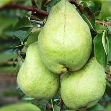Саджанці груші Артемівська Зимова (привитий) - 1-річний