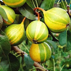 Саджанці груші азіатської Писанка (привитий) - 1-річний