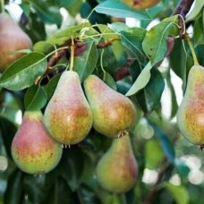 Саджанці груші Бананова (привитий) - 1-річний