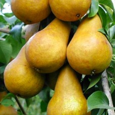 Саджанці груші Бере Боск (привитий) - 1-річний