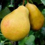 Саджанці груші Бере Дюрандо (привитий) - 2-річний