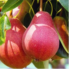 Саджанці груші Блютберне (привитий) - 1-річний