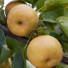 Саджанці груші Бронзова (привитий) - 1-річний