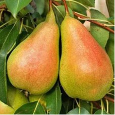 Саджанці груші Бурштинова (привитий) - 1-річний