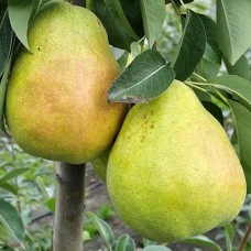 Саджанці груші Дельбарью (привитий) - 1-річний