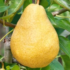 Саджанці груші Дюшес (привитий) - 1-річний