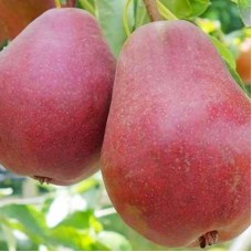 Саджанці груші Диколор  (привитий) - 1-річний