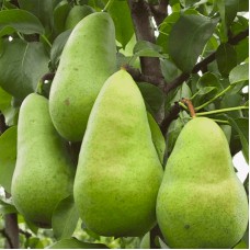 Саджанці груші Директор Альфан (привитий) - 1-річний