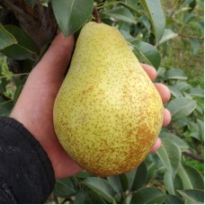 Саджанці груші Генерал Леклерк (привитий) - 1-річний