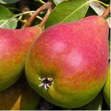 Саджанці груші Генерал Тотлебен (привитий) - 1-річний