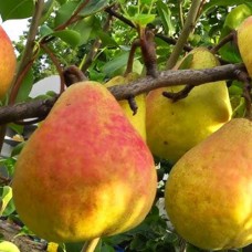 Саджанці груші Герберт Хутт (привитий) - 1-річний