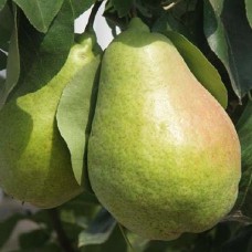 Саджанці груші Гігантелла (привитий) - 1-річний