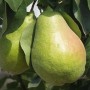 Саджанці груші Гігантелла (привитий) - 2-річний