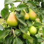 Саджанці груші Яблунівська (привитий) - 2-річний
