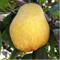 Саджанці груші Кіффер (привитий) - 1-річний