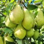 Саджанці груші Кюре (привитий) - 2-річний
