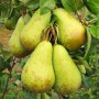 Саджанці груші Конференція (привитий) - 1-річний