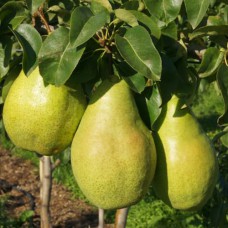 Саджанці груші Ксенія (привитий) - 1-річний