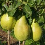 Саджанці груші Ксенія (привитий) - 1-річний